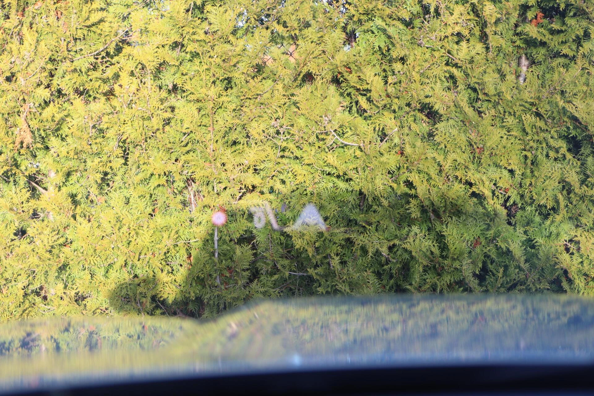 Hoofdafbeelding BMW iX1